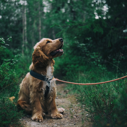 Gifts for Dog Walkers