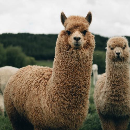 Alpaca Knitwear & Yarn